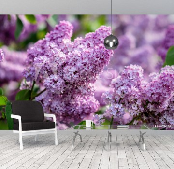 Picture of Green branch with spring lilac flowers